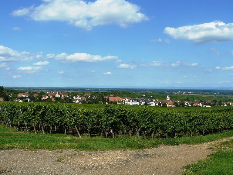 Vue de Mittelwihr